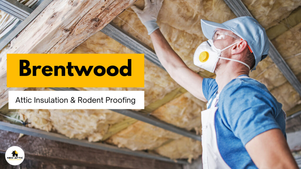 Attic Insulation and Rodent Proofing in Brentwood