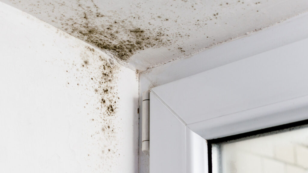 Harmful Molds That Could Be Hiding In Your Home